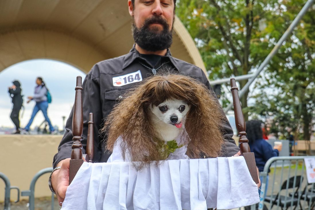 dog in wig
